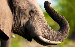 elephant 202x84